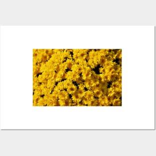 Golden Mums Posters and Art